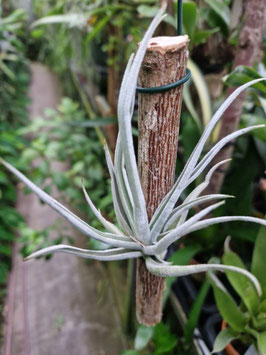 Tillandsia santiagoensis