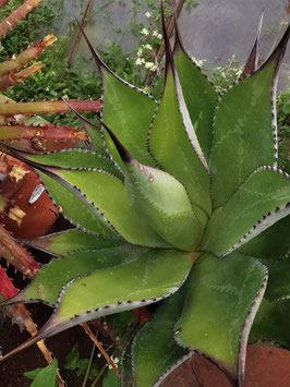 Agave salomonii ssp. magnifica (?)