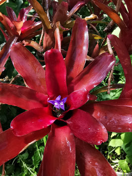 Neoregelia "Fireball"