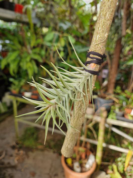 Tillandsia aeranthos "Mini Araucariana"