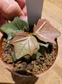 Euphorbia francoisii "Coppertone"