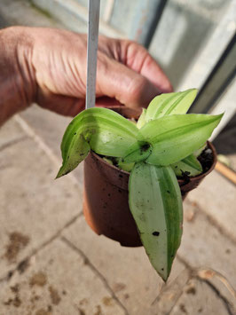 Callisia fragrans "Melnikoff"