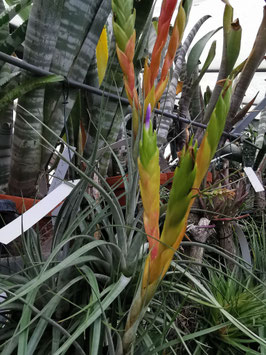 Tillandsia rhomboidea