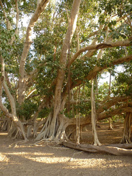 Ficus spec. Miary