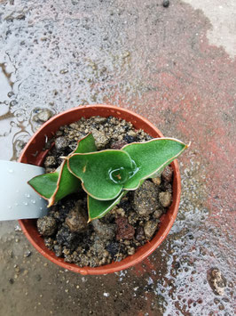 Sansevieria "Bonny"