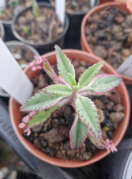 Kalanchoe (Bryophytum) delagoense "Pink Butterfly" variegata
