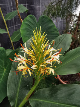 Hedychium yunnanense