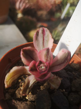 Aeonium "Marnier-Lapostolle" variegated