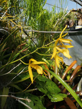 x Brassolaelia "Yellow Bird"