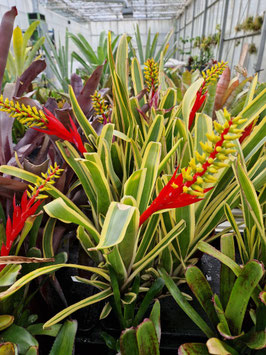 Aechmea nudicaulis var. flavomarginata