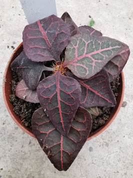Euphorbia francoisii Hybride "Red Veins"
