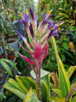 Billbergia pyramidalis variegata