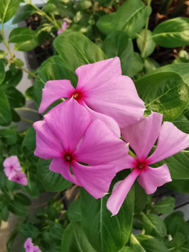 Catharanthus roseus