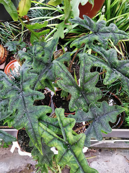 Alocasia tandurusa (Jacklyn)