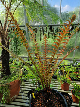 Blechnum brasiliense