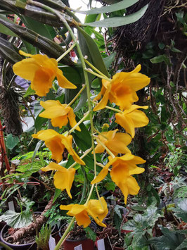 Dendrobium griffithianum