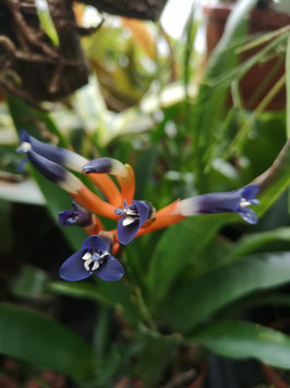 Quesnelia liboniana