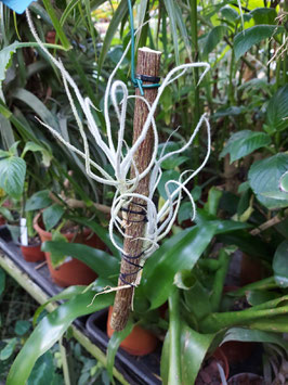 Tillandsia graomogolensis