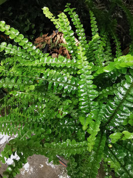 Nephrolepis cordifolia "Duffy"