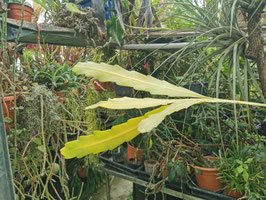 Epiphyllum phyllanthus