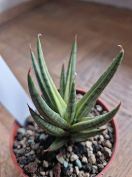 Sansevieria francisii variegata
