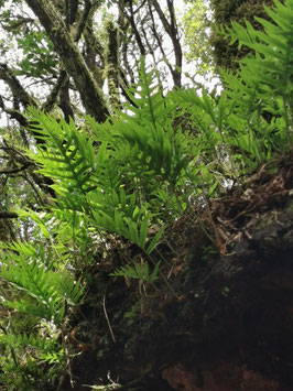 Polypodium macaronesicum