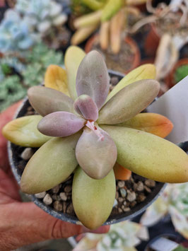 Pachyphytum bracteosum " Fitkai"