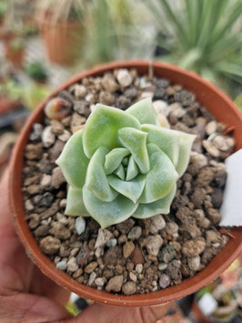 Echeveria "Lovely Rose"