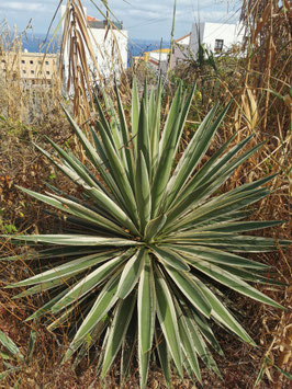 Agave angustifolia "Marginata"
