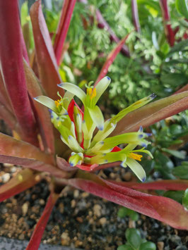 Billbergia amoena var. "Red"