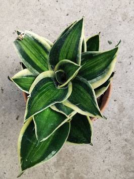 Sansevieria hahnii "Stars and Stripes"