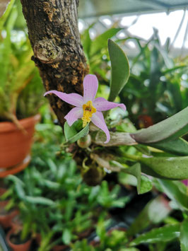 Laelia lucasiana