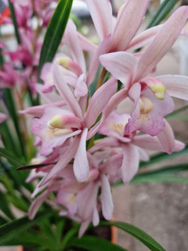 Cymbidium "Puderrosa"