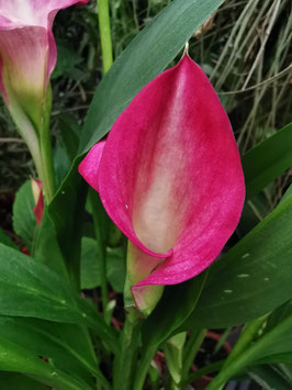 Zantedeschia "Akela"