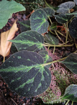 Begonia #8