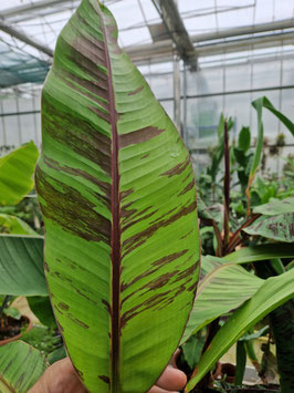 Musa sikkimensis "Ever Red"