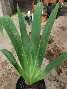 Iris wattii