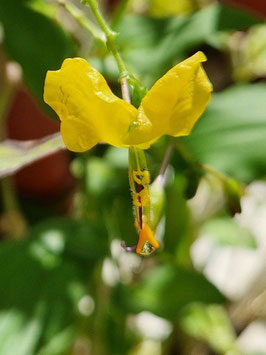 Aneilema aequinoctinale