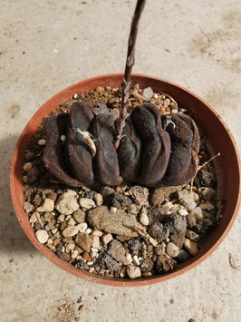 Haworthia truncata "Dark"