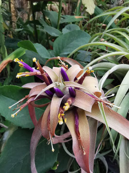 Tillandsia capitata