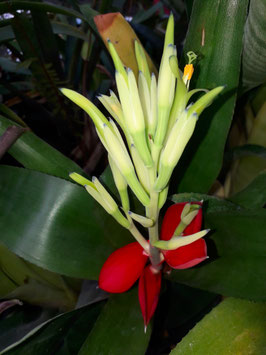 Billbergia Bromelien Und Raritatengartnerei Plant database entry for billbergia (billbergia amoena) with 6 images and 4 data details. billbergia amoena var