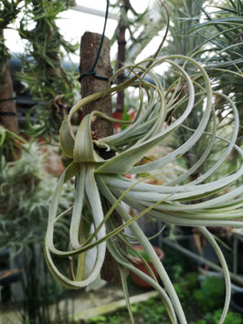 Tillandsia lorentziana "green"