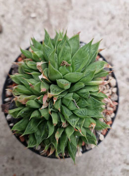 Haworthia longibracteata "Grootules Farm, W-Riversdale"