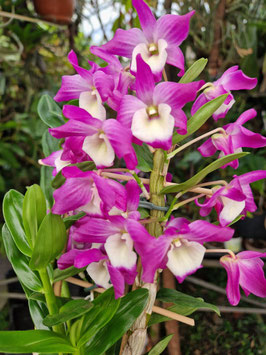 Dendrobium "Hamana Lake Prism"