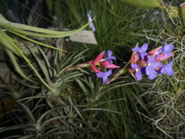 Tillandsia jonesii