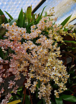 Oncidium  "Tiny Twinkle"