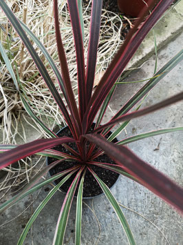 Cordyline australis "Can Can"