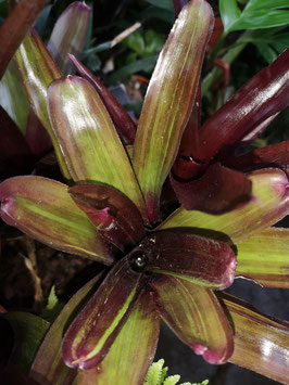 Neoregelia "Morris Henry Hobbs" x pauciflora