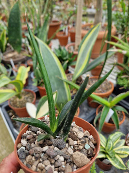 Sansevieria aethiopica