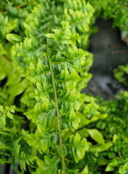 Nephrolepis "Green Fantasy"